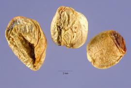   Seeds:   Triphasia trifolia ; Photo by S. Hurst, USDA-NRCS Plants Database
